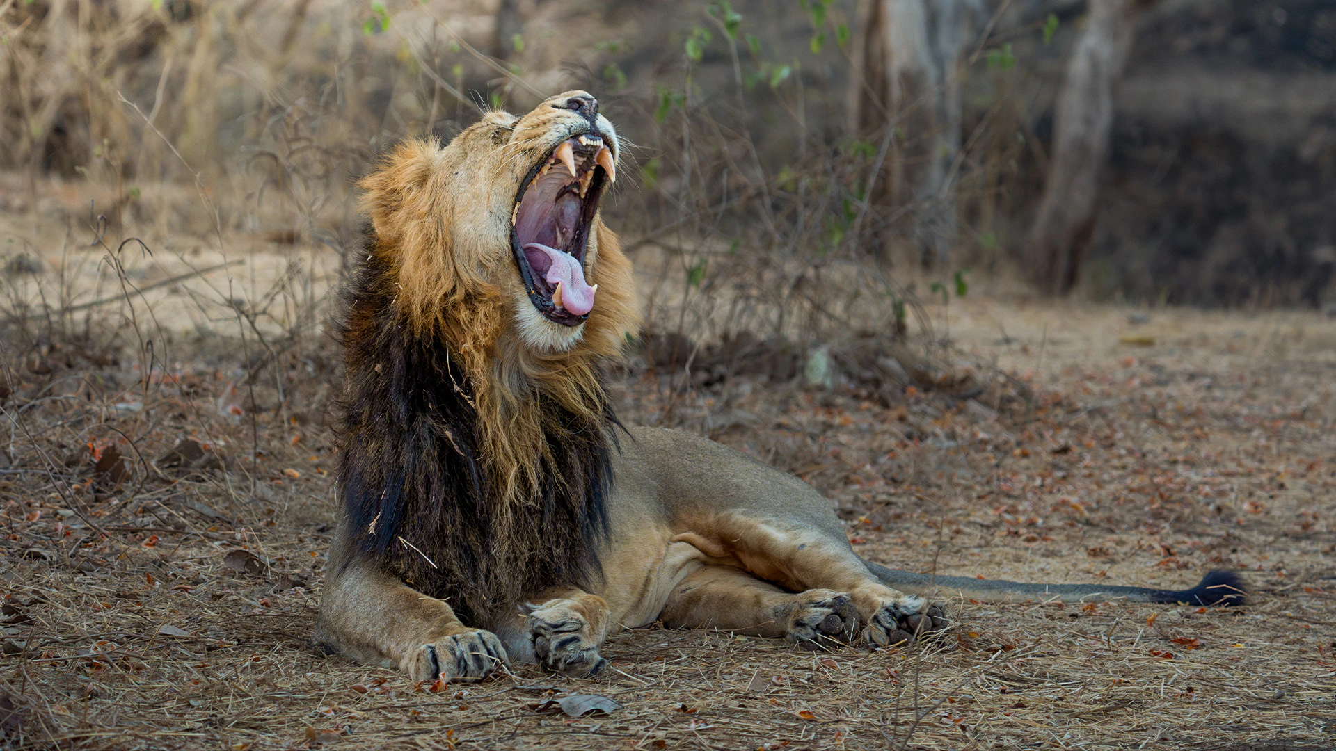 Big-Cats-Lion