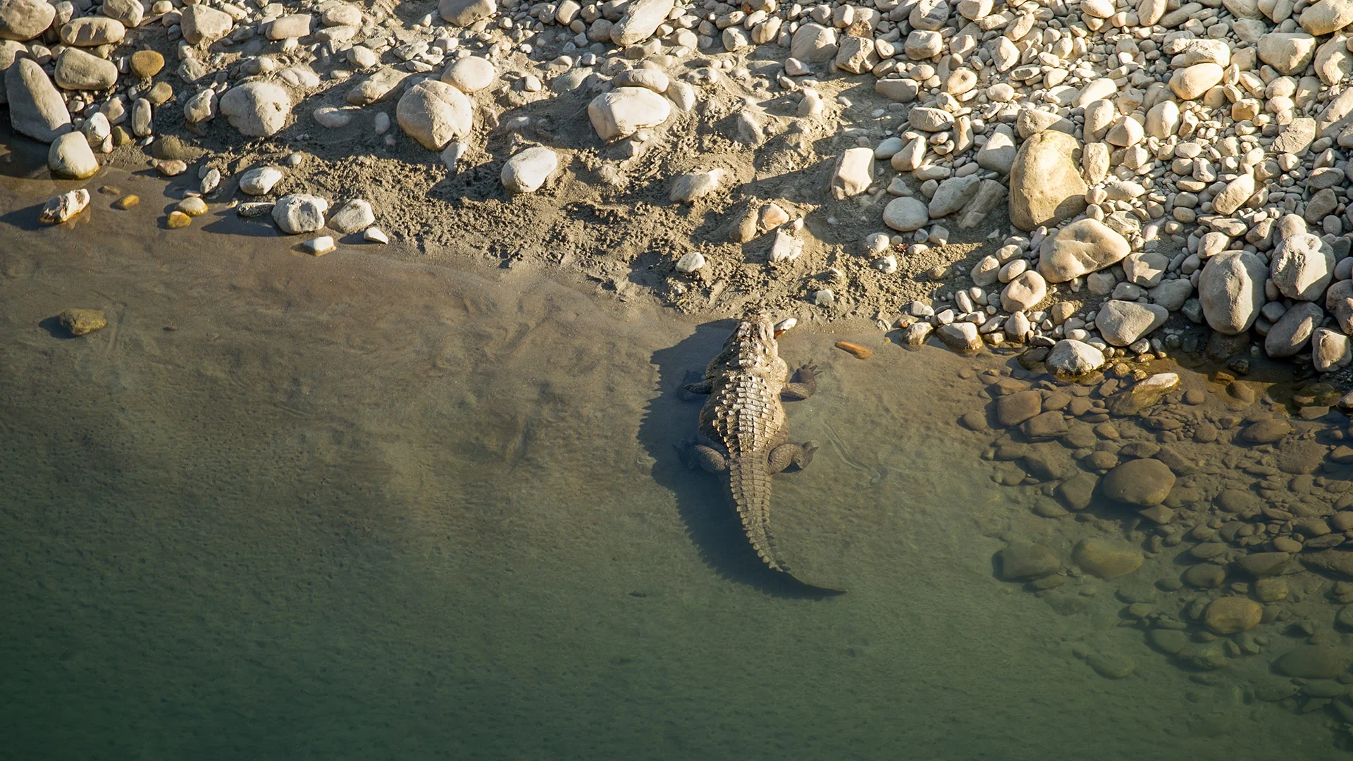 Crocodile In Water