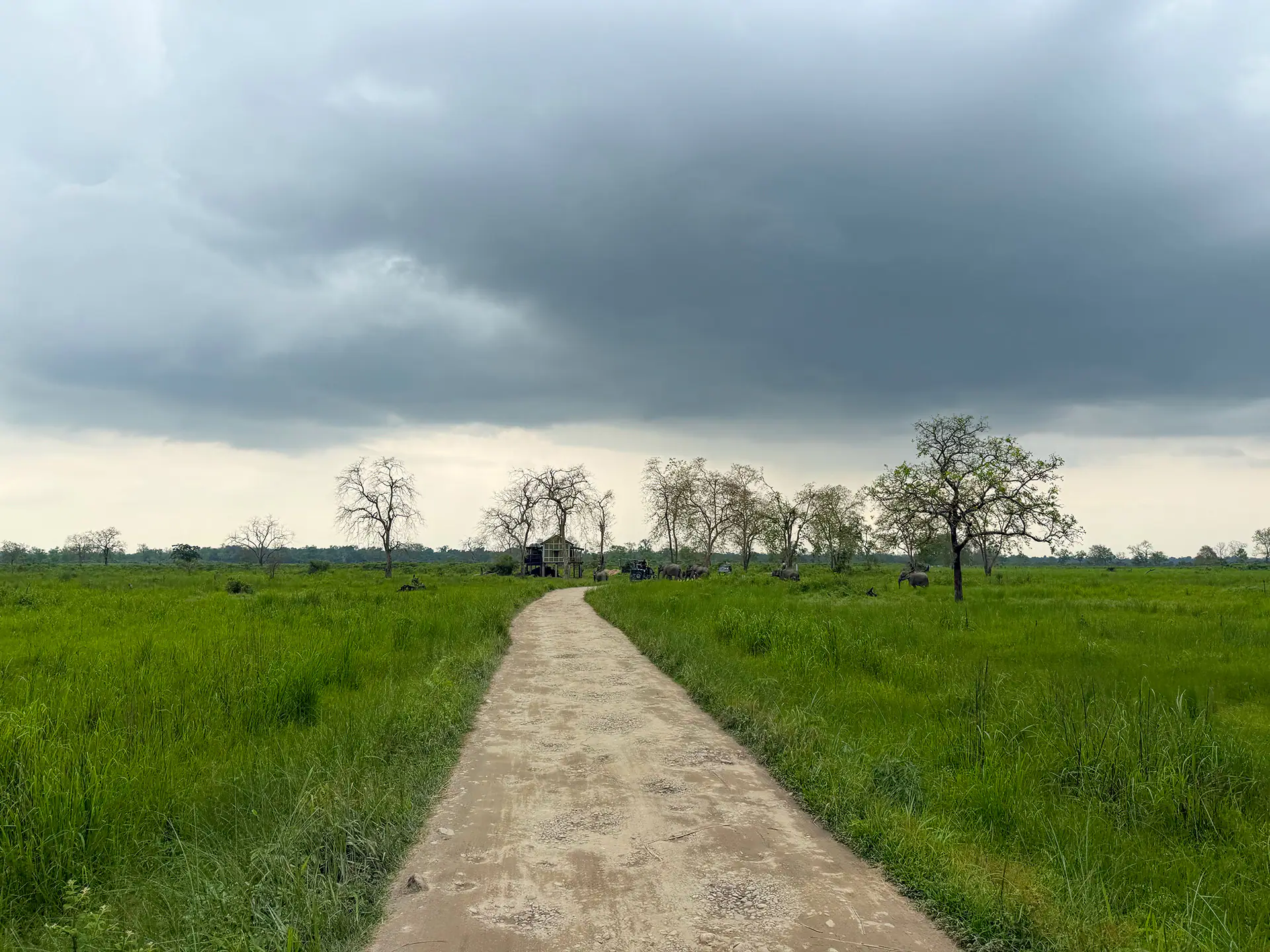 Kaziranga-Grassland