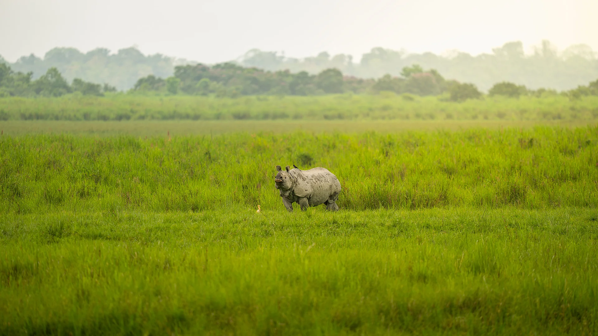 North east rhino