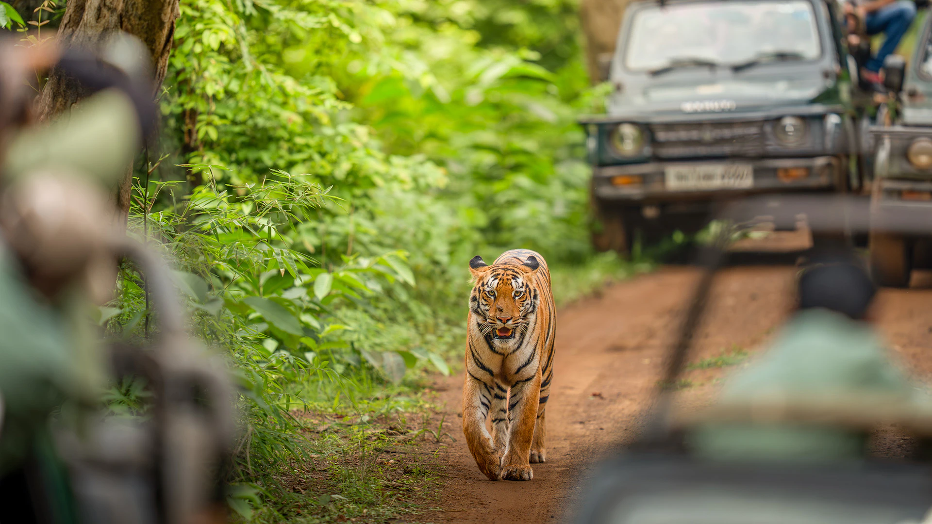 best tiger safari in india