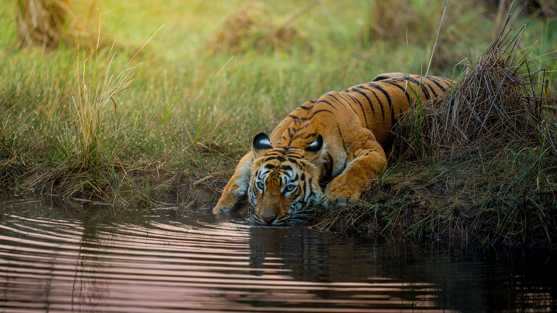 Tadoba Tiger In lake